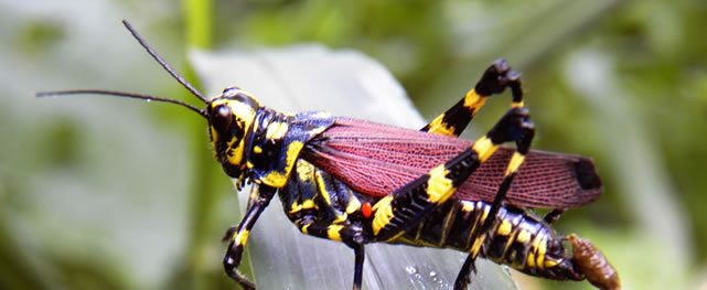 Insectos alimentan la vida y el golf