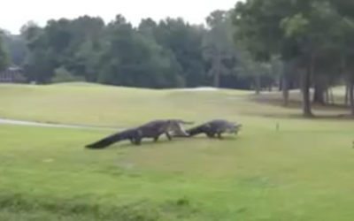 Video, cocodrilos pelean por águila en Tampa