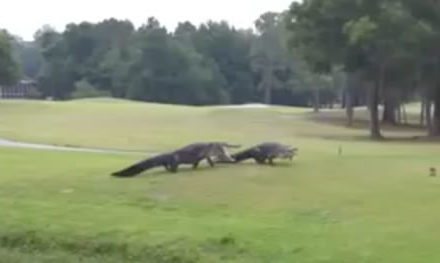 Video, cocodrilos pelean por águila en Tampa