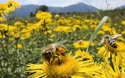Beneficio de campos de Golf Roughs: Uso de insecticidas, conservación de polinizadores y Protocolos para la protección de abejas