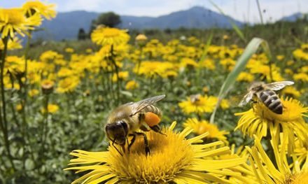 Beneficio de campos de Golf Roughs: Uso de insecticidas, conservación de polinizadores y Protocolos para la protección de abejas