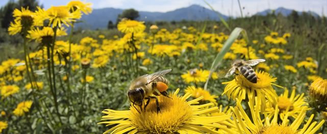 Beneficio de campos de Golf Roughs: Uso de insecticidas, conservación de polinizadores y Protocolos para la protección de abejas