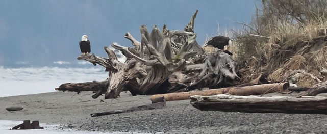 Los Otros Residentes de Chambers Bay