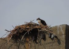 Pareja de Ospreys se preparan al US Open