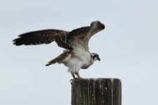 Osprey (Pandion haliaetus) at Chambers Creek Properties (cortesía Jason Taylor)