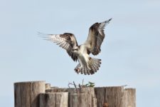 Osprey (Pandion haliaetus) at Chambers Creek Properties (cortesía Jason Taylor)