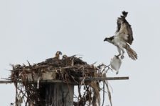 Osprey (Pandion haliaetus) at Chambers Creek Properties (cortesía Jason Taylor)