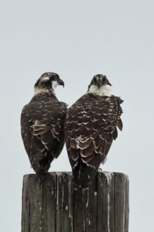 Ospreys (Pandion haliaetus) at Chambers Creek Properties (cortesía Jason Taylor)