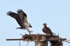 Ospreys (Pandion haliaetus) at Chambers Creek Properties (cortesía Jason Taylor)