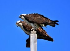 Pareja de Ospreys se preparan al US Open