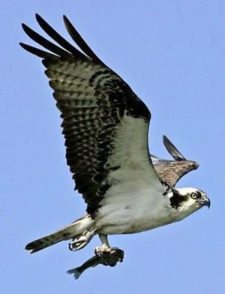 Watching osprey catch fish from the middle of their hunting ground is spectacular (cortesía www.seattletimes.com)