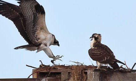 Pareja de Ospreys se preparan al US Open