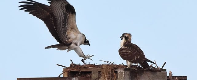 Pareja de Ospreys se preparan al US Open