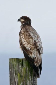 Águila Calva (Haliaeetus leucocephalus) (cortesía Jason Taylor)