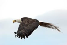 Águila Calva (Haliaeetus leucocephalus) volando (cortesía Jason Taylor)