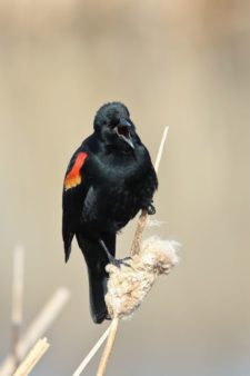 Mirlo de Alas Rojas (Agelaius phoeniceus) (cortesía Jason Taylor)