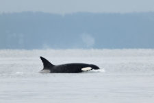 Orca (Orcinus orca) (cortesía Jason Taylor)