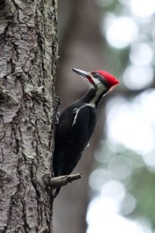 Pájaro Carpintero de Pecho Rojo (Sphyrapicus ruber) (cortesía Jason Taylor)