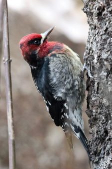 Pájaro Carpintero de Pecho Rojo (Sphyrapicus ruber) (cortesía Jason Taylor)