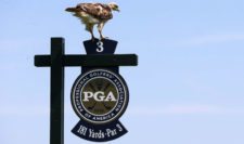 An osprey sits on the tee sign at the third hole during a practice round prior to the 2015 PGA Championship at Whistling Straits on August 12, 2015 in Sheboygan, Wisconsin (Photo by Tom Pennington/Getty Images)