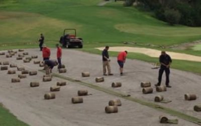 ¿Cómo seleccionar la mejor especie de grama para cada campo de golf?