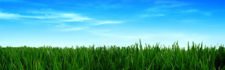 Efectos del clima sobre el desempeño de la grama (cortesía discover.umn.edu)