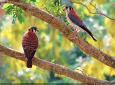 Pareja de Aves locales (cortesía Fairway)