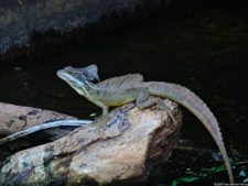 Tucán sobresale en la Ciudad de Panamá