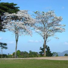 La Lagunita cuenta los días para el Sudamericano Juvenil de Golf por equipos