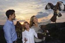 Falconry Las Colinas