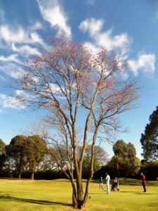 50º Torneo Abierto Jockey Club de Rosario (día 1)