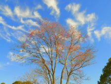 50º Torneo Abierto Jockey Club de Rosario (día 1)