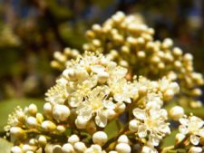 50º Torneo Abierto Jockey Club de Rosario (día 1)