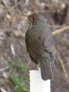 50º Torneo Abierto Jockey Club de Rosario (día 1)