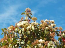 50º Torneo Abierto Jockey Club de Rosario (día 1)