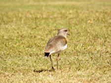 50º Torneo Abierto Jockey Club de Rosario (día 1)