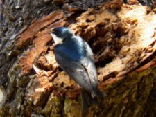 50º Torneo Abierto Jockey Club de Rosario (día 1)