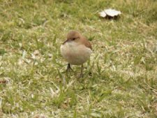 50º Torneo Abierto Jockey Club de Rosario (día 3)
