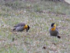 50º Torneo Abierto Jockey Club de Rosario (día 3)