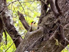 50º Torneo Abierto Jockey Club de Rosario (día 3)