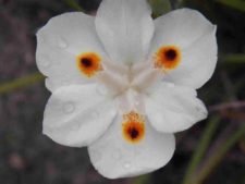 50º Torneo Abierto Jockey Club de Rosario (día 3)