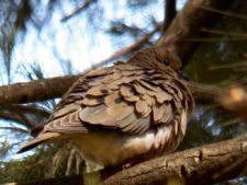 50º Torneo Abierto Jockey Club de Rosario (día 4)