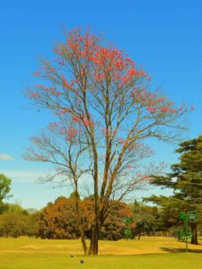 50º Torneo Abierto Jockey Club de Rosario (día 4)