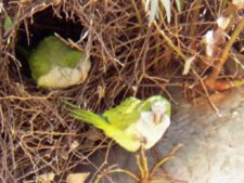 50º Torneo Abierto Jockey Club de Rosario (día 4)