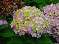 68º Avianca Colombia Open, 3er día