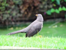 68º Avianca Colombia Open, 3er día