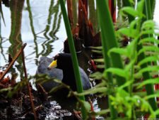 68º Avianca Colombia Open, 3er día