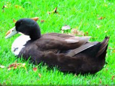 68º Avianca Colombia Open, 3er día