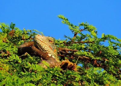 Antesala 1er Sambil Curaçao Open