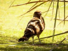 Cancha de Nordelta brilló en ProAm 108º Visa Open de Argentina